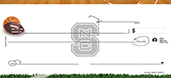 North Carolina State University- Sports