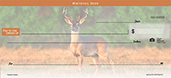 Wildlife Portraits
